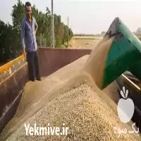 قیمت خرید گندم و جو در قزوین در گروه خرید و فروش گندم و جو در یکمیوه