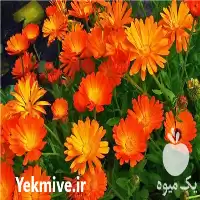 فروش عمده گل همیشه بهار پایار در گروه خرید و فروش گیاهان زینتی در یکمیوه