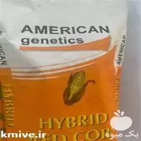 فروش بذر ذرت امریکن ژنتیک در خوزستان در گروه خرید و فروش بذر ذرت در یکمیوه