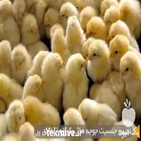 آگهی مشابه فروش انواع مرغ در گروه مرغ و خروس و بوقلمون و اردک قو قاز در یکمیوه