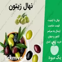 قیمت خرید نهال ارقام زیتون در شاهرود در گروه خرید و فروش نهال در یکمیوه