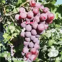 قیمت خرید نهال انگور لعل قرمز در شاهرود در گروه خرید و فروش نهال انگور در یکمیوه