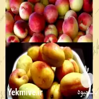 فروش نهال ارقام زردآلو در شاهرود در گروه خرید و فروش نهال در یکمیوه