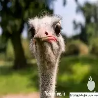 خرید آموزش جامع کامل پرورش شترمرغ در تهران در گروه دوره آموزش کشاورزی در یکمیوه