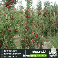 خرید ارقام نهال سیب پایه کوتاه در گروه خرید و فروش نهال میوه در یکمیوه