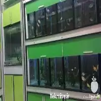 آموزش پرورش ماهی های آکواریومی در گروه دوره آموزش کشاورزی در یکمیوه