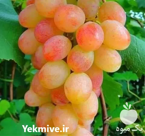 فروش خرید نهال انگور شاهرودی در گروه خرید و فروش نهال انگور در یکمیوه -عکس1