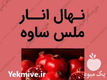 نهال انار ملس ساوه گلدانی ارزان در علی آباد در گروه خرید و فروش نهال انار در یکمیوه -عکس1