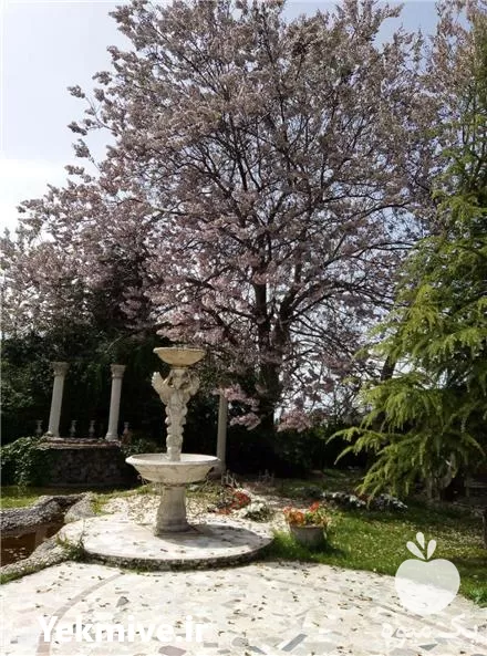 نهال فضای سبز نهال درختان غیرمثمر در سمنان در گروه خرید و فروش نهال درخت در یکمیوه -عکس1