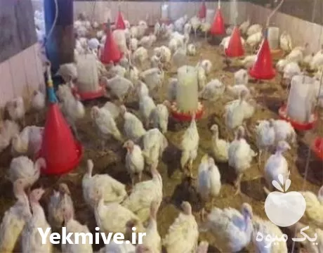 قیمت خرید تخمه نطفه دار بوقلمون در خراسان رضوی در گروه انواع تخم ها در یکمیوه -عکس1