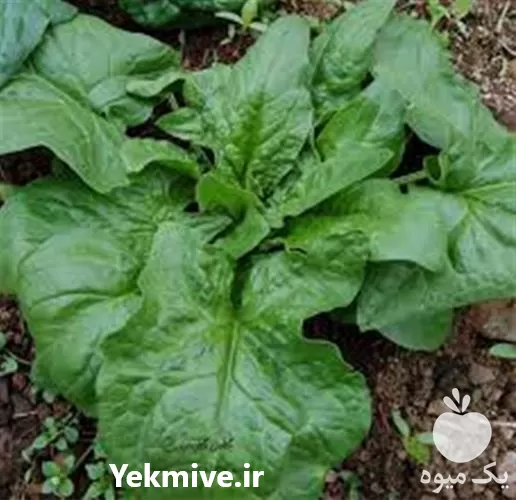 فروش بذر اسفناج در اردبیل در گروه خرید و فروش بذر سبزی در یکمیوه -عکس1