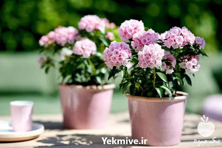 خرید بذر گل های گلخانه ای در گروه خرید و فروش بذر گل در یکمیوه -عکس1