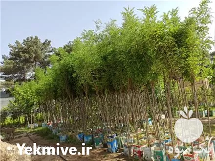 فروش گل و گیاه فاضلی شهرگل در پاکدشت در گروه خرید و فروش نشا در یکمیوه -عکس1