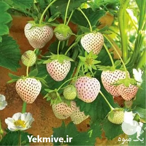 خرید بذر توت فرنگی سفید آلپ در گروه خرید و فروش انواع بذر در یکمیوه -عکس1