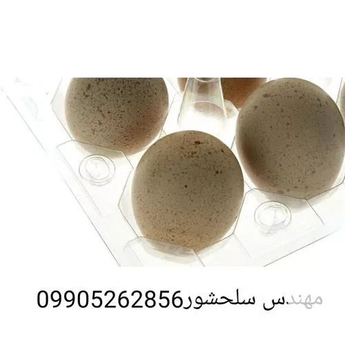 قیمت خرید تخم کبک در گروه انواع تخم ها در یکمیوه -عکس1