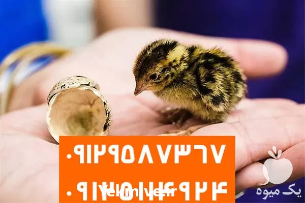 خرید جوجه بلدرچین یک روزه گوشتی در تهران در گروه مرغ و خروس و بوقلمون و اردک قو قاز در یکمیوه -عکس1