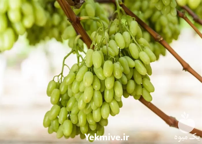 خرید قیمت نهال انگور شگران در آذربایجان غربی در گروه خرید و فروش نهال انگور در یکمیوه -عکس1