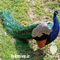 فروش تخم نطفه دار طاووس در خراسان رضوی در گروه انواع تخم ها در یکمیوه