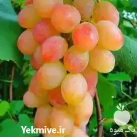 فروش خرید نهال انگور شاهرودی در گروه خرید و فروش نهال انگور در یکمیوه