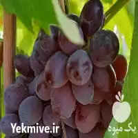 پیش فروش نهال انگور در شاهرود در گروه خرید و فروش نهال انگور در یکمیوه