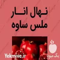 نهال انار ملس ساوه گلدانی ارزان در علی آباد در گروه خرید و فروش نهال انار در یکمیوه
