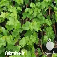 فروش نهال انگور ترکمن 4 در گروه خرید و فروش نهال انگور در یکمیوه