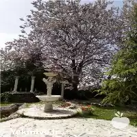 نهال فضای سبز نهال درختان غیرمثمر در سمنان در گروه خرید و فروش نهال درخت در یکمیوه