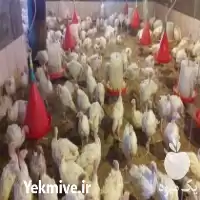 قیمت خرید تخمه نطفه دار بوقلمون در خراسان رضوی در گروه انواع تخم ها در یکمیوه