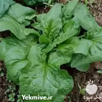 فروش بذر اسفناج در اردبیل در گروه خرید و فروش بذر سبزی در یکمیوه