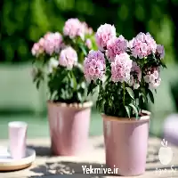 خرید بذر گل های گلخانه ای در گروه خرید و فروش بذر گل در یکمیوه