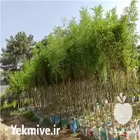 فروش گل و گیاه فاضلی شهرگل در پاکدشت در گروه خرید و فروش نشا در یکمیوه