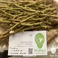 فروش نهال پیوندی پسته آمریکایی در تهران در گروه خرید و فروش نهال پسته در یکمیوه