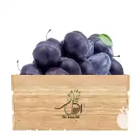 فروش عمده نهال آلو خرمایی در کرج در گروه خرید و فروش نهال در یکمیوه