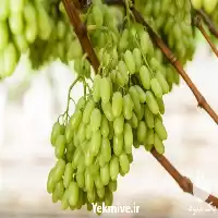 خرید قیمت نهال انگور شگران در آذربایجان غربی در گروه خرید و فروش نهال انگور در یکمیوه