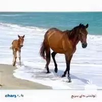 تا صد دوره آموزش پرورش اسب در تهران در گروه دوره آموزش کشاورزی در یکمیوه