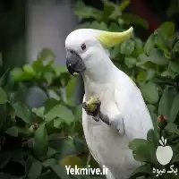 آموزشی پرندگان زینتی صفر تا صد در گروه دوره آموزش کشاورزی در یکمیوه