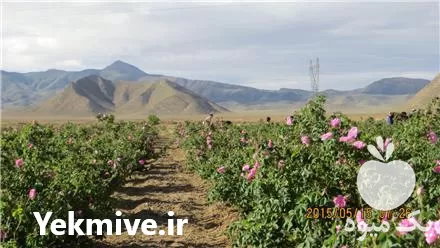 نهال گل محمدی کاشان در گروه خرید و فروش نهال گل محمدی در یکمیوه -عکس1