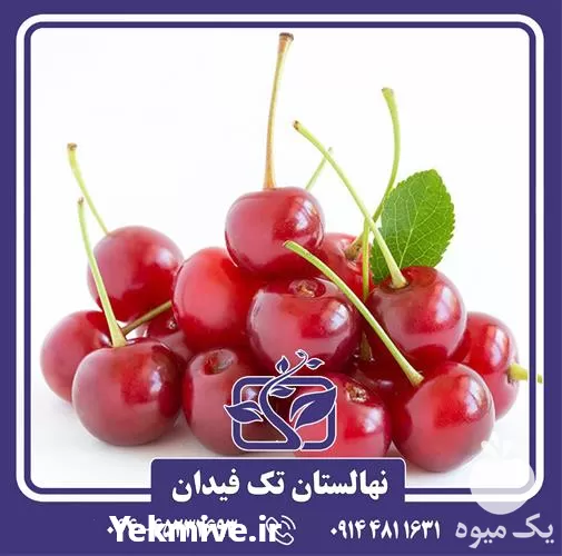 قیمت خرید نهال آلبالو مونت مورنسی در گروه خرید و فروش نهال میوه در یکمیوه -عکس1