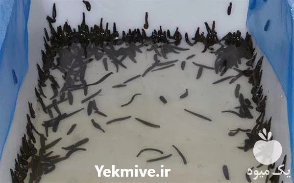 فروش زالو پرورشی طبی و آرایشی در تهران در گروه خرید و فروش انواع ماهی در یکمیوه -عکس1