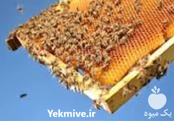 آموزش پرورش زنبورعسل صفر تا صد در تهران در گروه دوره آموزش کشاورزی در یکمیوه -عکس1