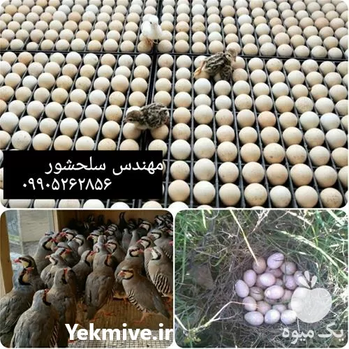 فروش تخم نطفه دار کبک در خراسان رضوی در گروه انواع تخم ها در یکمیوه -عکس1