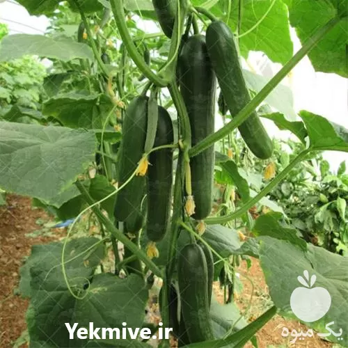 خرید بذر خیار گلخانه ای نستار در گروه خرید و فروش بذر خیار در یکمیوه -عکس1