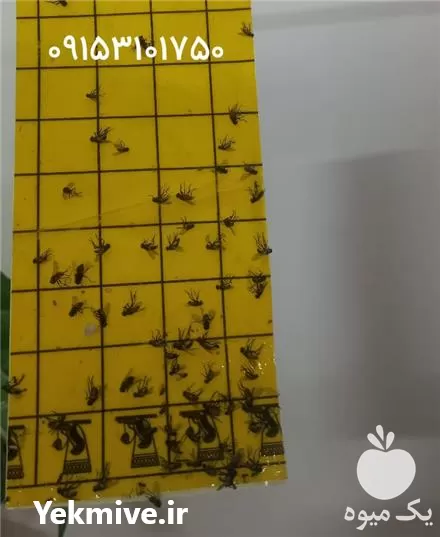 پسیل پسته چسب درزگیر کاغذ سیلیکون در مشهد در گروه خرید و فروش پسته در یکمیوه -عکس1