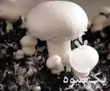 خرید کمپوست قارچ دکمه ای در گروه خرید و فروش کود کمپوست در یکمیوه -عکس1