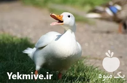 تخم اردک پکنی محلی نطفه دار خرید در گروه انواع تخم ها در یکمیوه -عکس1