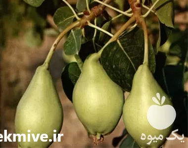 قیمت خرید نهالستان گلابی در گروه خرید و فروش نهالستان در یکمیوه -عکس1