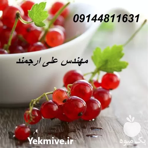 خرید نهال انگور فرنگی رد کارنت در تهران در گروه خرید و فروش نهال انگور در یکمیوه -عکس1