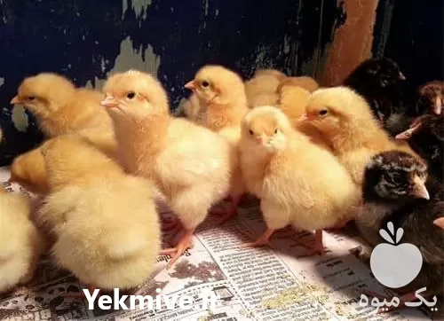 قیمت خرید جوجه محلی دورگه در تهران در گروه مرغ و خروس و بوقلمون و اردک قو قاز در یکمیوه -عکس1