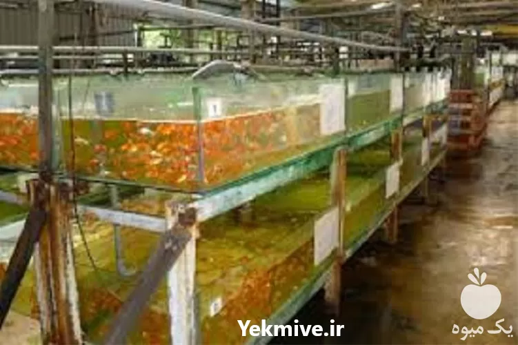 آموزش پرورش ماهی زینتی گونه اصلی در تهران در گروه دوره آموزش کشاورزی در یکمیوه -عکس1