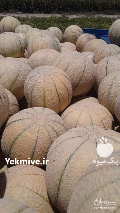 فروش طالبی به صورت عمده در گروه خرید و فروش طالبی در یکمیوه -عکس1